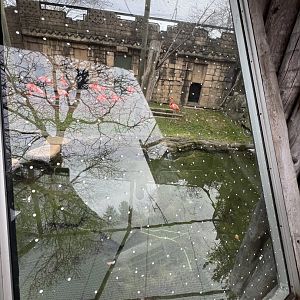 American Flamingo Exhibit