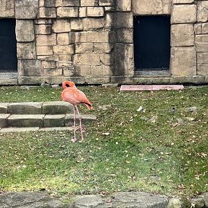 American Flamingo
