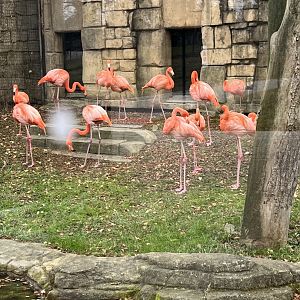 American Flamingos