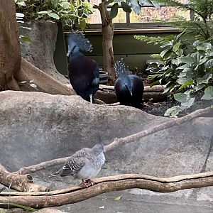 Victoria Crowned Pigeons