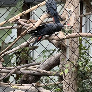 Red-Tailed Black Cockatoos
