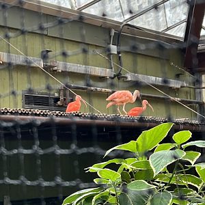 Scarlet Ibis