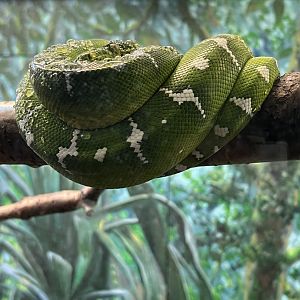 Emerald Tree Boa