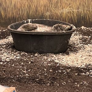 Southern Hairy-Nosed Wombat