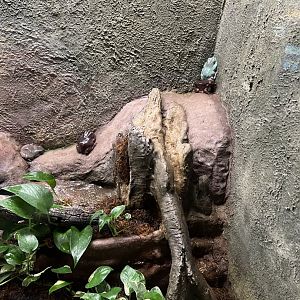 White’s Tree Frogs