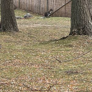 Red-Necked Wallaby
