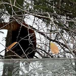 Red Panda