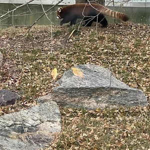 Red Panda