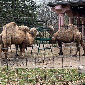 Bactrian Camels