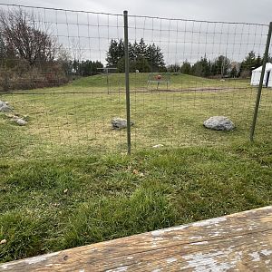 Bactrian Camel Exhibit