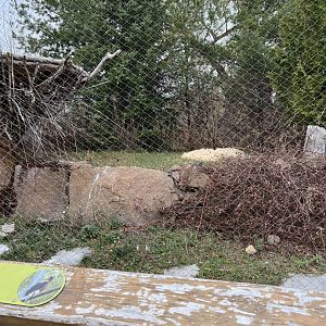 Steller’s Sea-Eagle Exhibit
