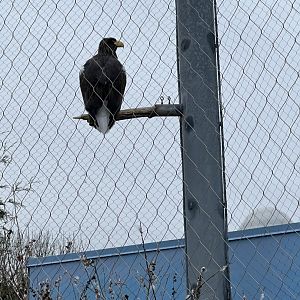 Steller’s Sea-Eagle