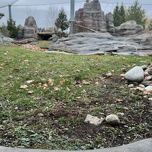 Snow Leopard Exhibit
