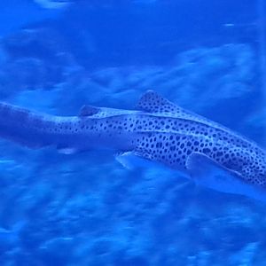 Zebra Shark