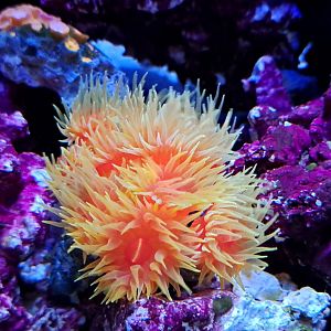 Orange Cup Coral
