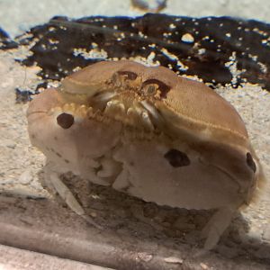 Spotted Box Crab