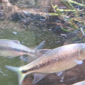 Predaceous Chub