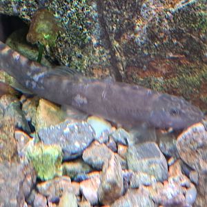 Striped Stone Loach