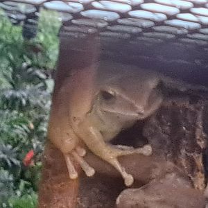 Brown Tree Frog