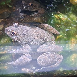 Lesser Spiny Frog