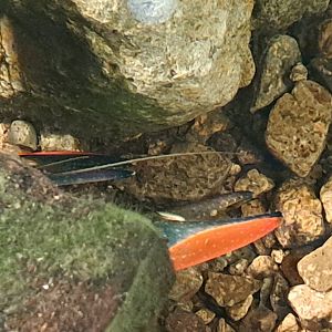 Australian Redclaw Crayfish