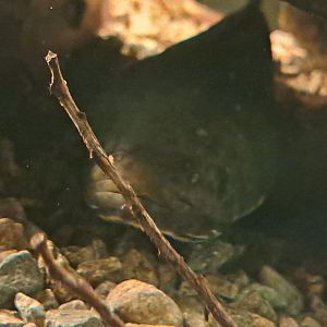 Snakehead Murrel