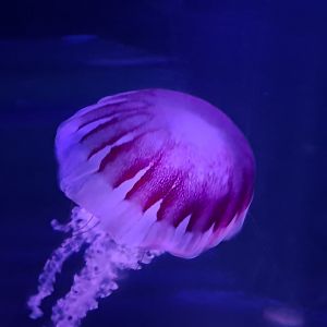 Purple-striped Jellyfish