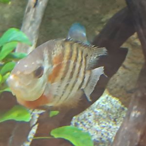 Heros Cichlid
