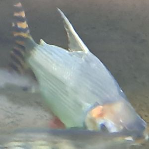 Flagtail Prochilodus