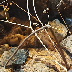 Panama Blonde Tarantula