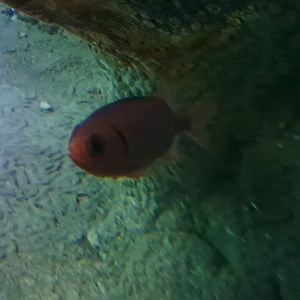 Blotcheye Soldierfish
