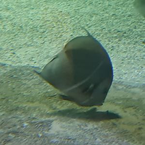 Grey Angelfish
