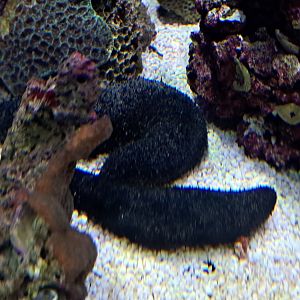 Black Sea Cucumber