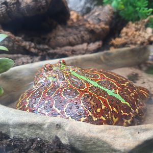 Ornate Horned Frog (Ceratophrys ornata)