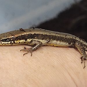 Thrachylepis affinis - adult