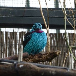 Spangled cotinga