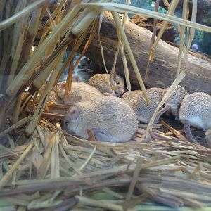 Seurat`s spiny mouse