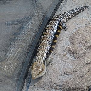 Northern blue-tongued skink