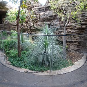 Northern blue-tongued skink exhibit