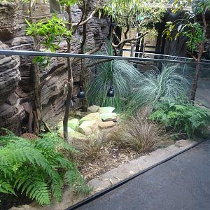 Northern blue-tongued skink exhibit
