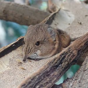 Round-eared elephant shrew