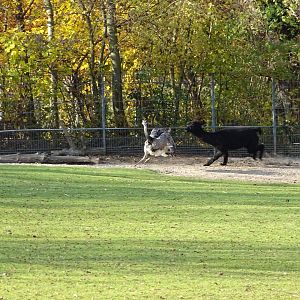 Alpaca and rhea