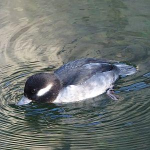 Bufflehead