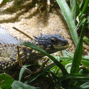 Giant girdled lizard