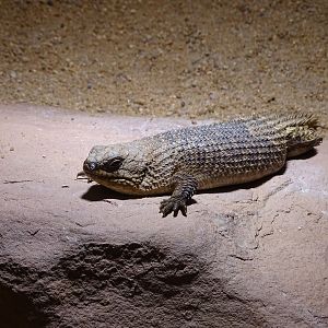 Gidgee skink