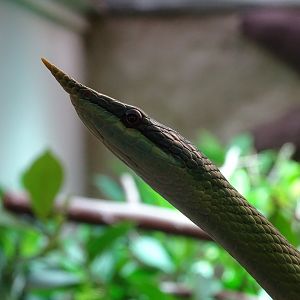 Rhino rat snake
