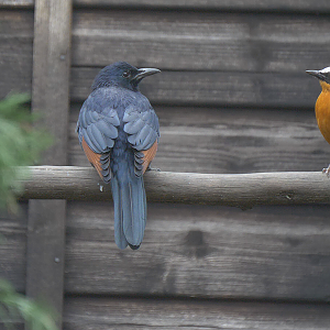 Red-Winged Starling and White-Crowned Robin-Chat