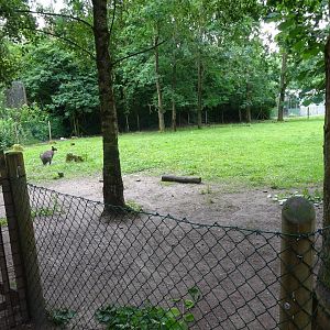 Helsingborg Djurpark - Wallaby exhibit