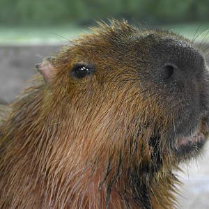 Capybara (Hydrochoerus hydrochaeris)