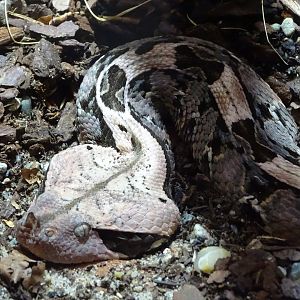 Western gaboon viper